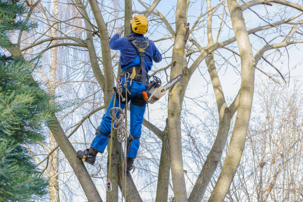 How Our Tree Care Process Works  in  Huxley, IA